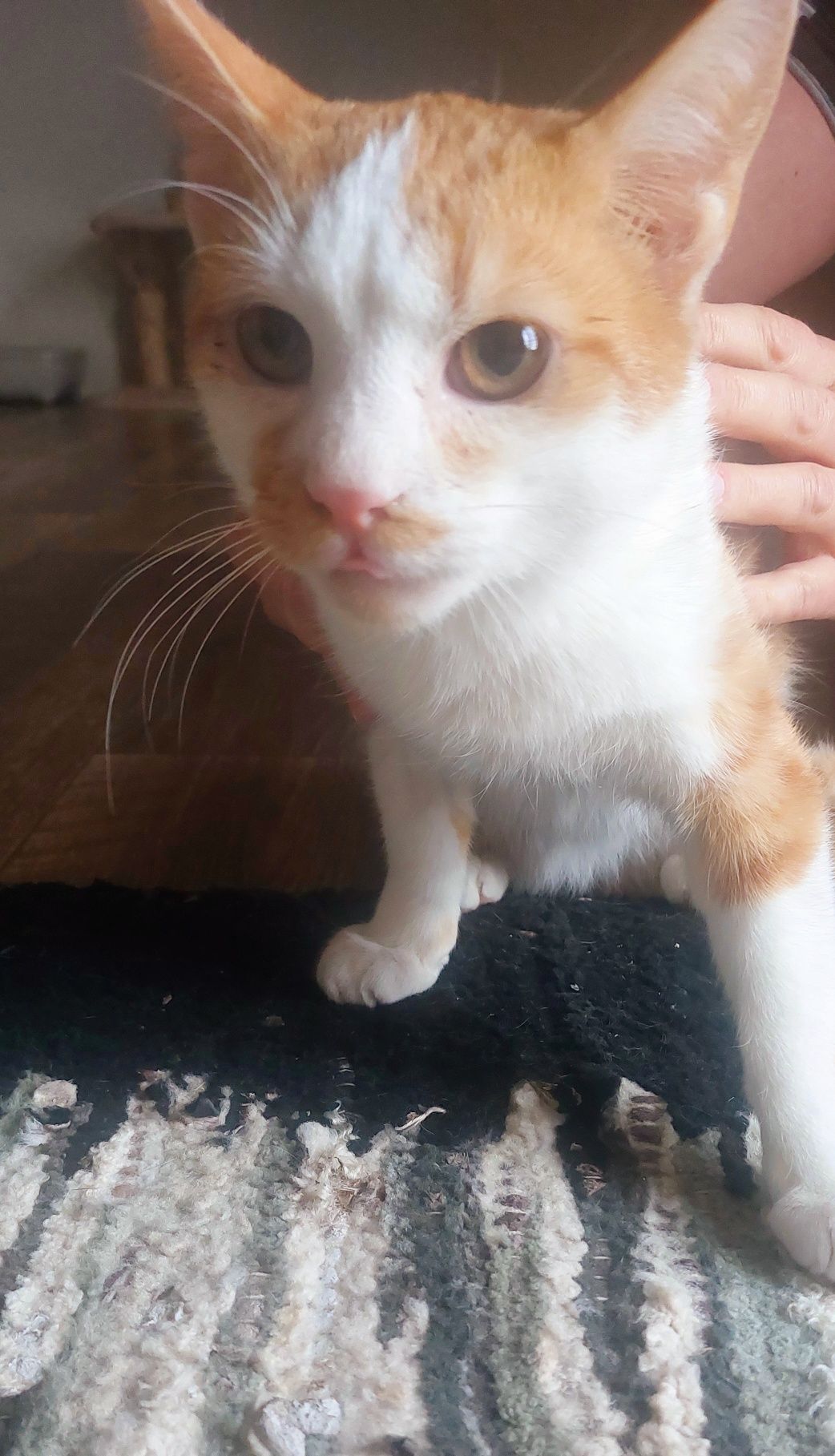 Kevin kot do adopcji