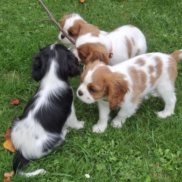 Szczeniak Cavalier King Charles Spaniel FCI Związek Kynologiczny w Pol