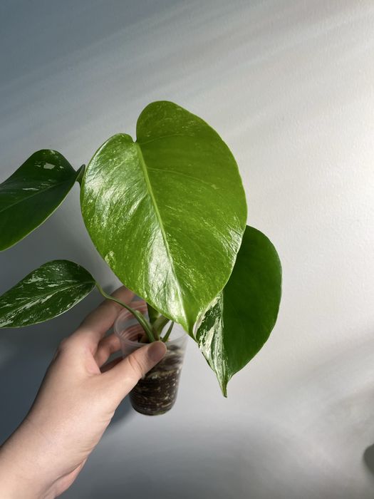 Монстера Альба (monstera)