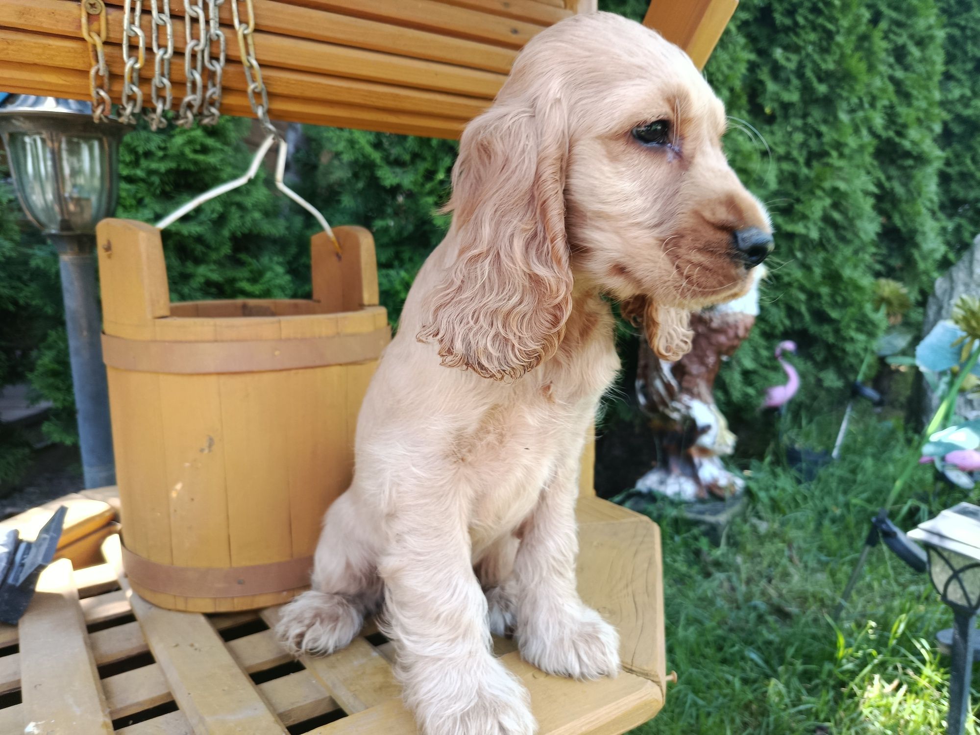 Cocker Spaniel angielski Piesek Rodowód witam posiadam