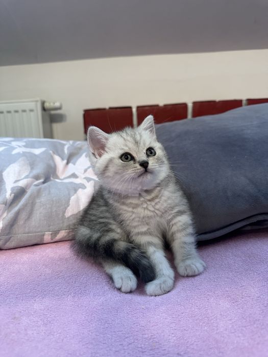 Kotka szkocka srebrna szynszyla prostoucha Belli gotowa do odbioru