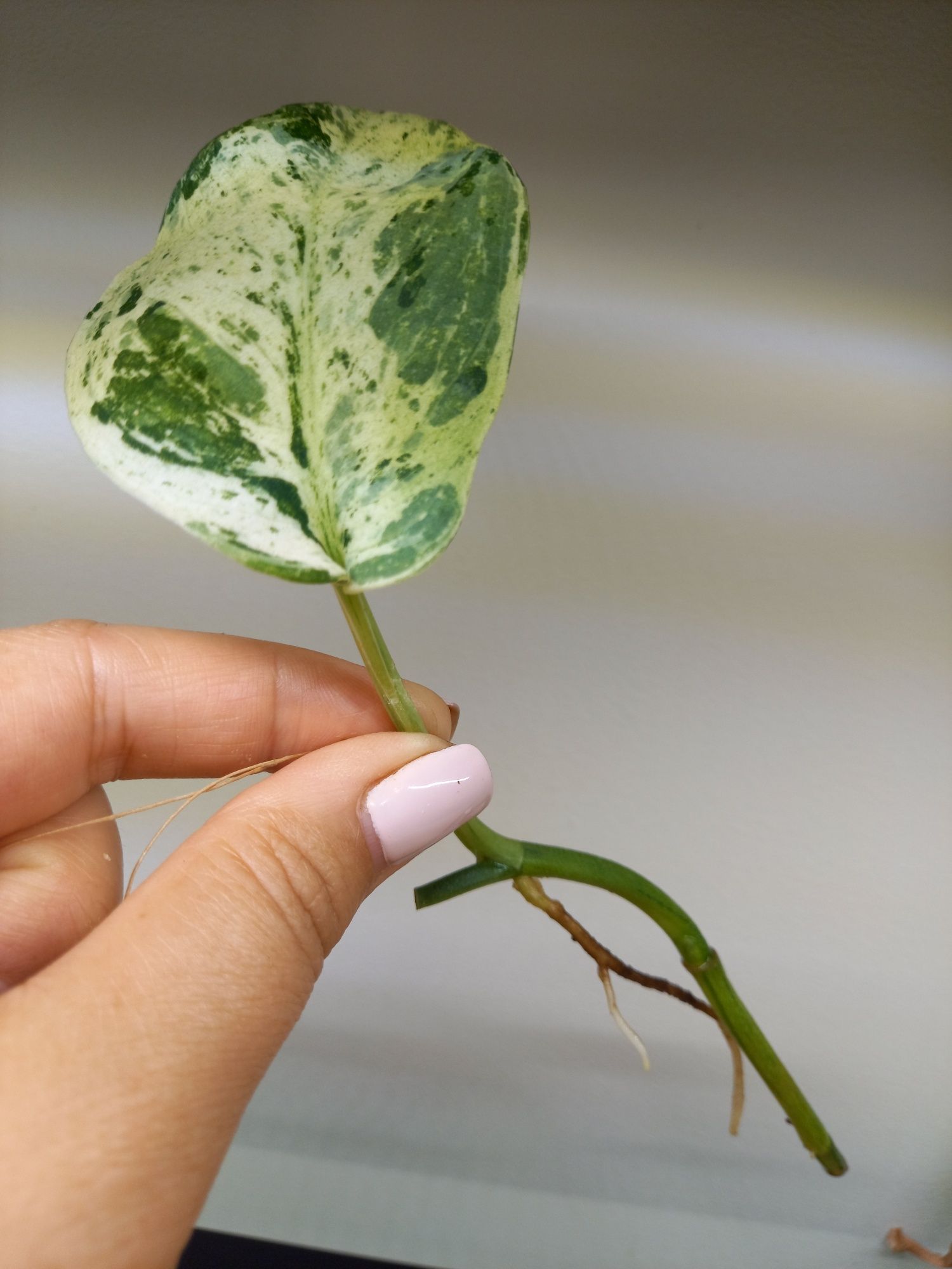 Scindapsus Jade Satin Marble