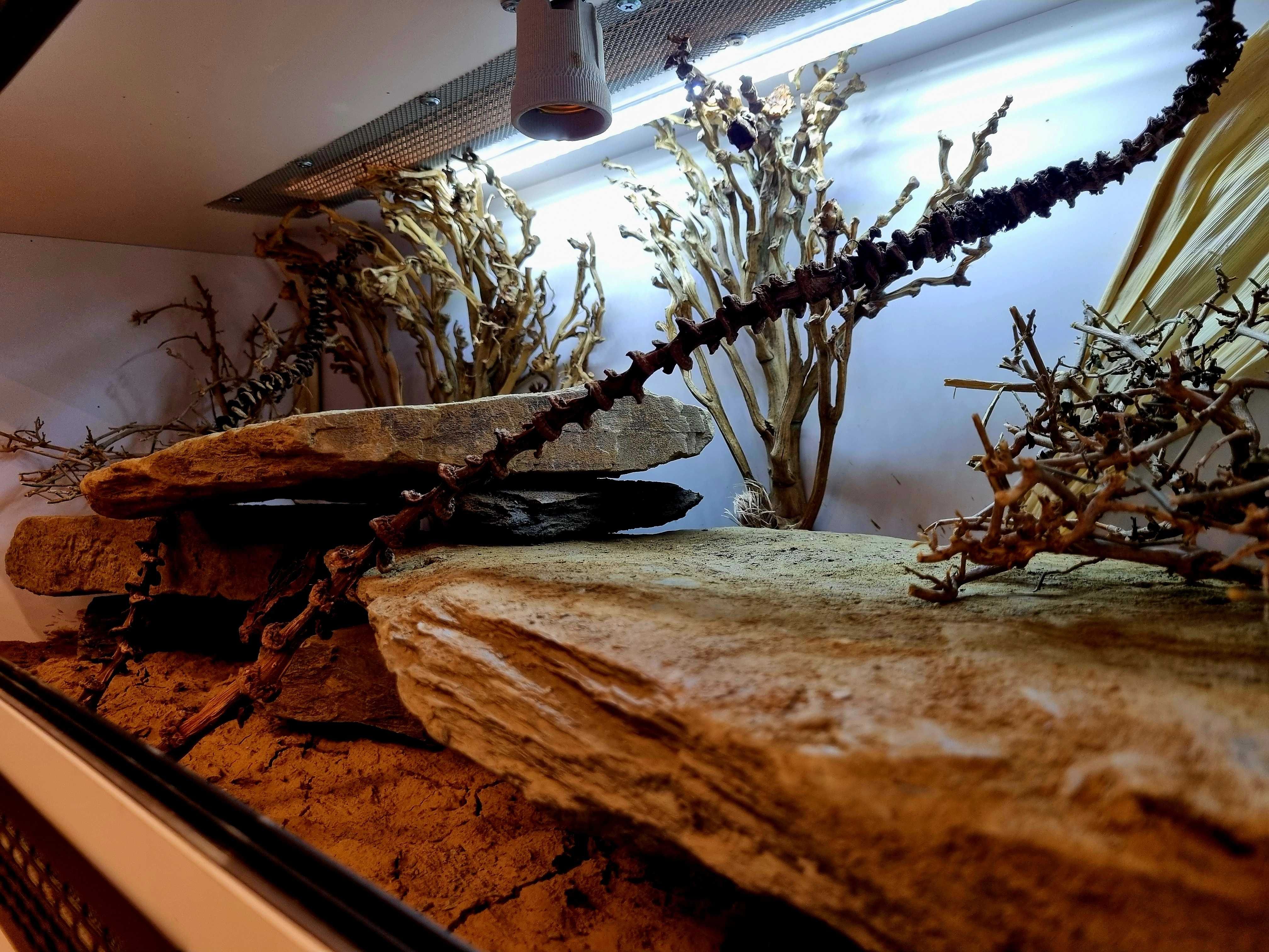 Terrarium 100x40x40 dla gekona lamparciego