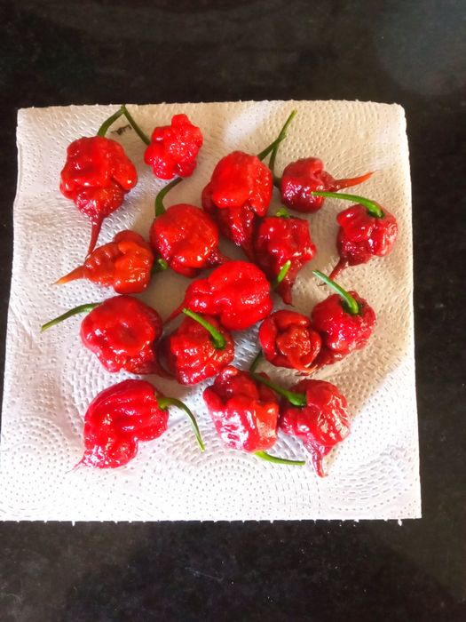 Malaguetas originais Carolina reaper , a mais picante do mundo