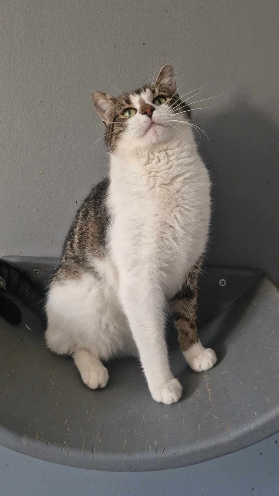 Garbek młody, kochany kocur kot do adopcji!