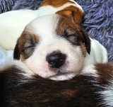 Jack Russell Terrier FCI ZKwP piesek badania po championach