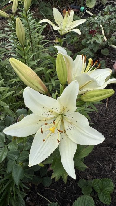 Продам лилии, ароматные разных цветов