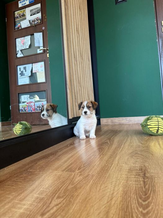 Jack Russell Terrier ZKwP FCI szczenię