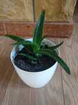 Aloes z doniczką