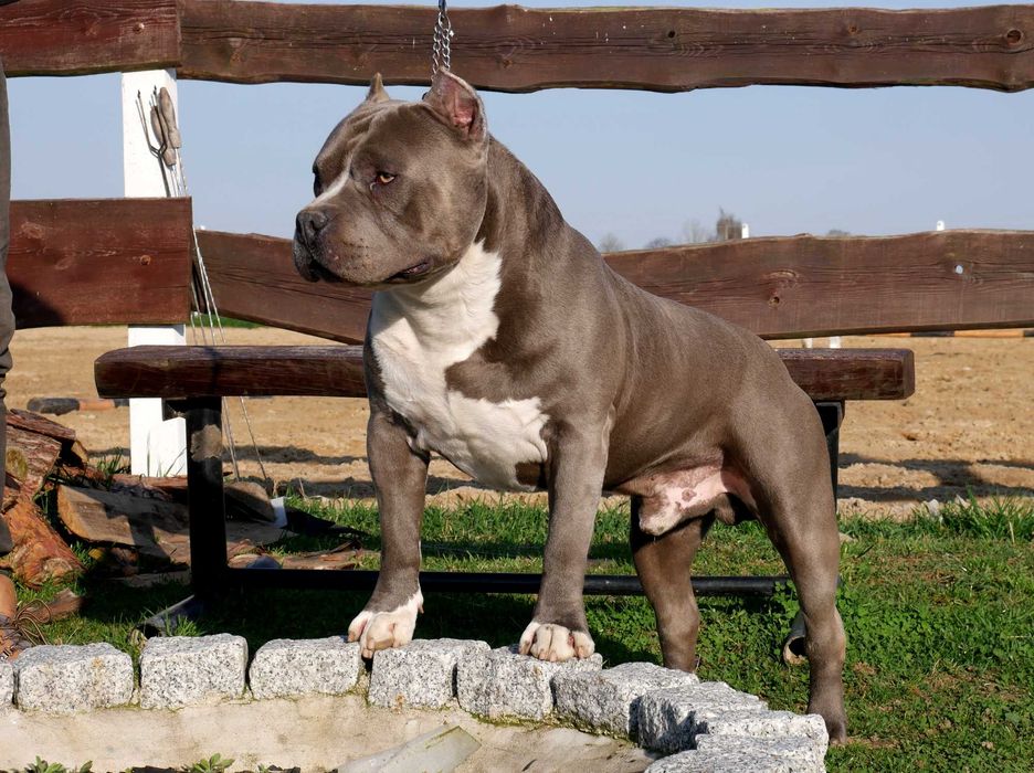American Staffordshire Terrier ZKwP Amstaff FCI piękny piesek
