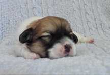 Coton de Tulear ZKwP / FCI