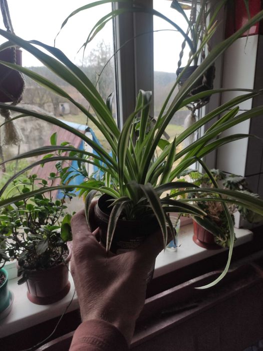 Каланхое, квіти, квітка