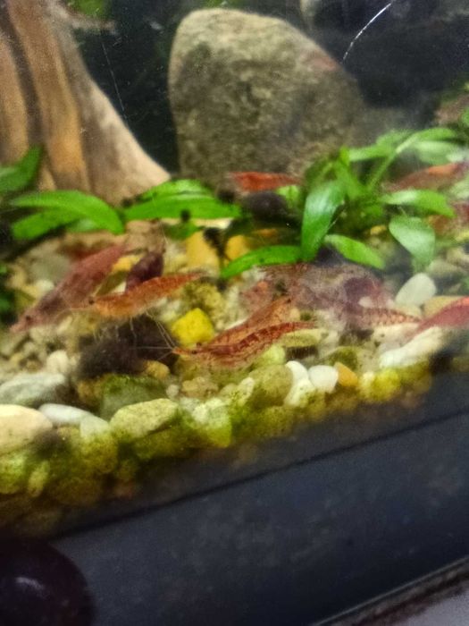 Krewetki czerwone red cherry 10 szt