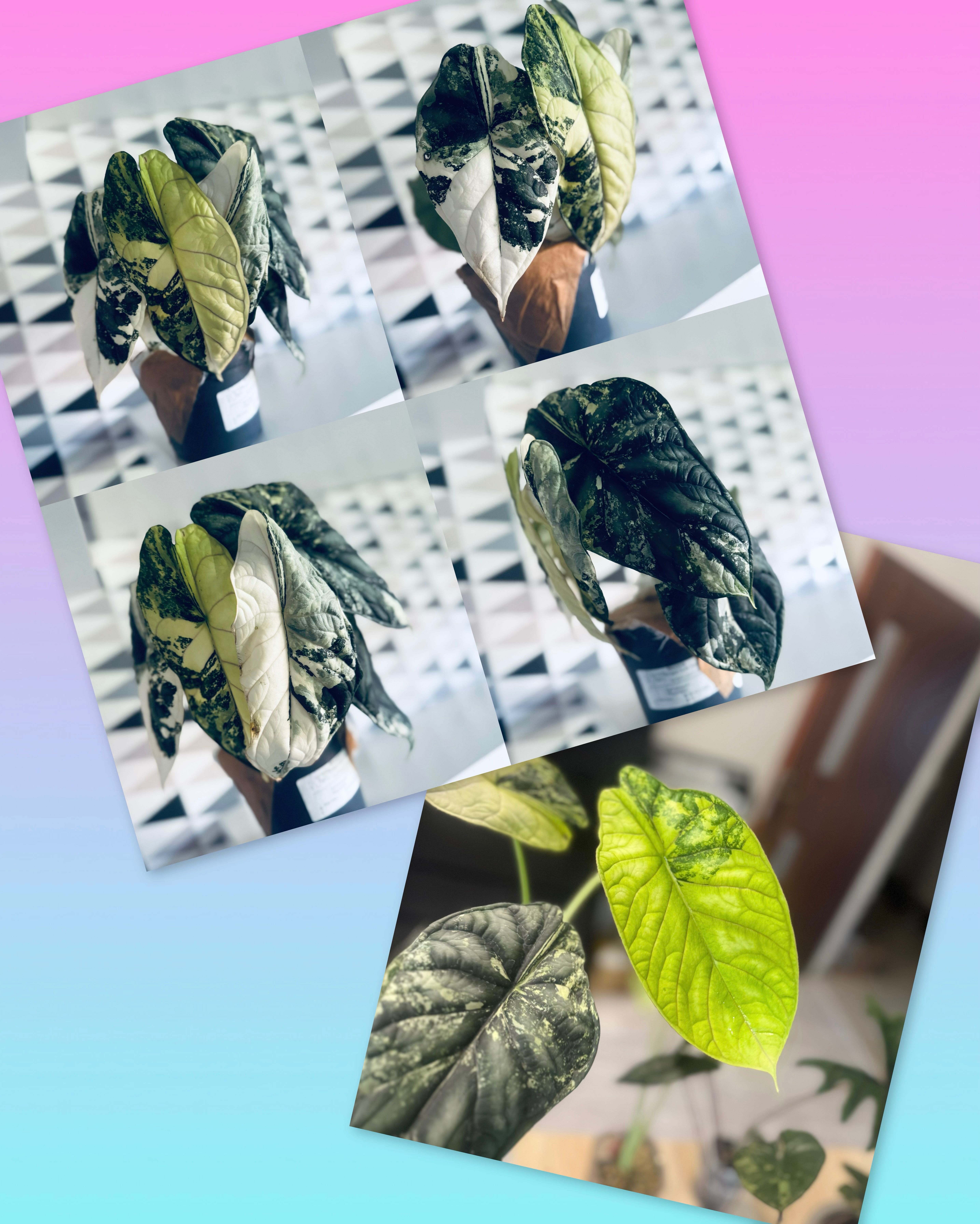 Alocasia Alokazja Dragon Scale Variegata 2 liście cudne wybarwienie