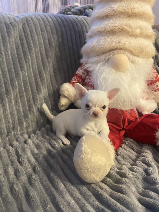 Uroczy malutki piesek Chihuahua XS