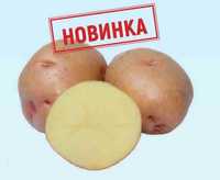Семенной картофель. Посадочный картофель. Семена картофеля