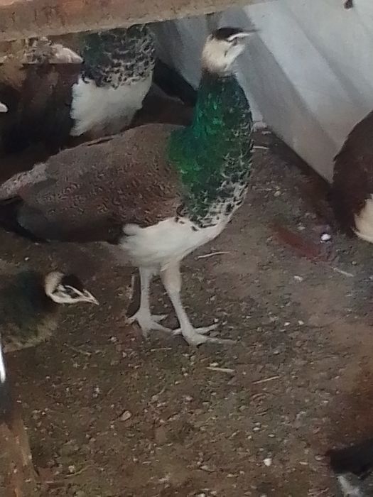 Sprzedam pawie niebieskie