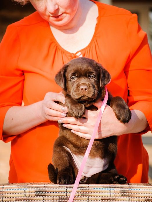 Лабрадор щеня мiсто Чернiвцi