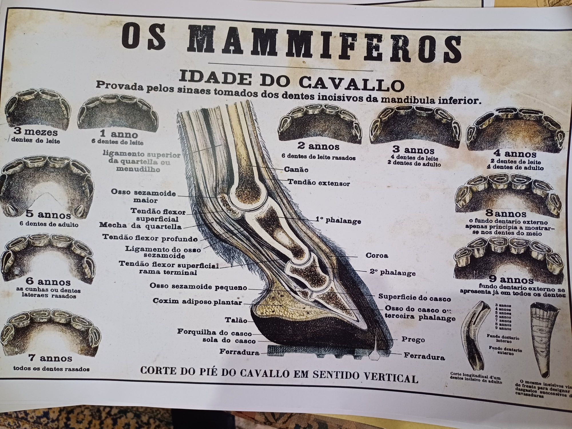 Estampa -idade do cavalo.