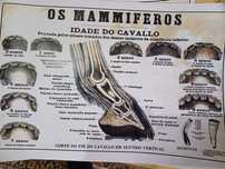Estampa -idade do cavalo.