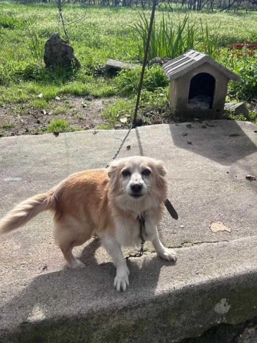 FAT/Adoção Urgente - Porto