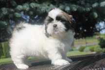 Shih-Tzu śliczna suczka - już do odbioru