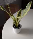 Sansevieria Yellowstone