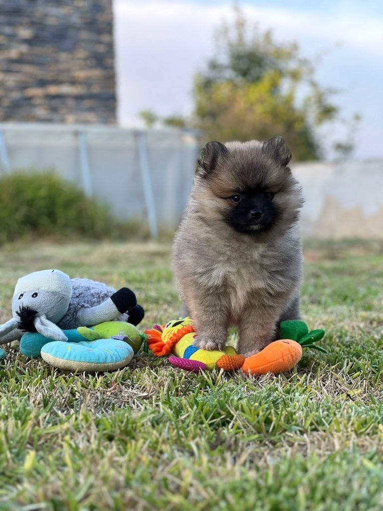 Lulu da Pomerânia  menino Miniatura