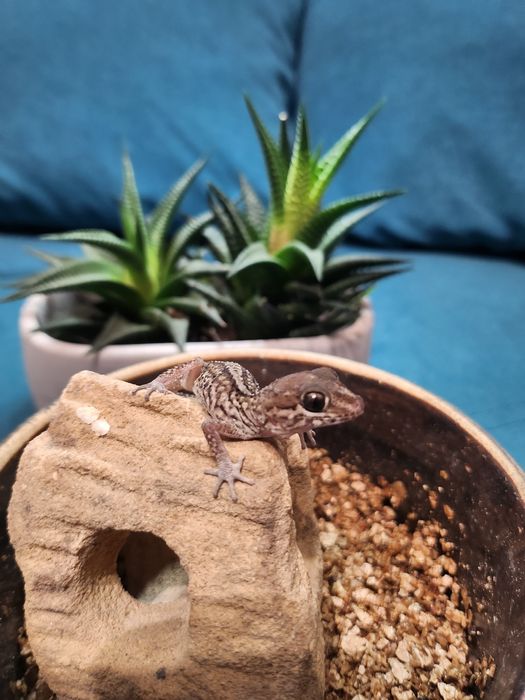 Gekon madagaskarski, Paroedura Picta