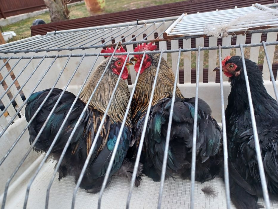 Sprzedam lub zamienię Kogutki karzełki łapciate