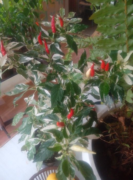 Семена острого комнатного декоративного перца.