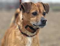 Iruś do adopcji!