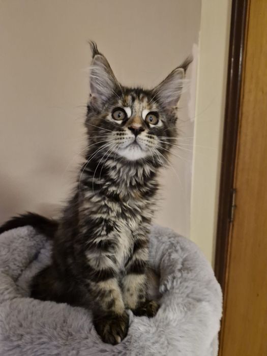 Maine Coon - Torbie (com LOP)