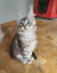 Cudowna kotka Maine Coon Srebrna klasycznie pręgowana Sharon
