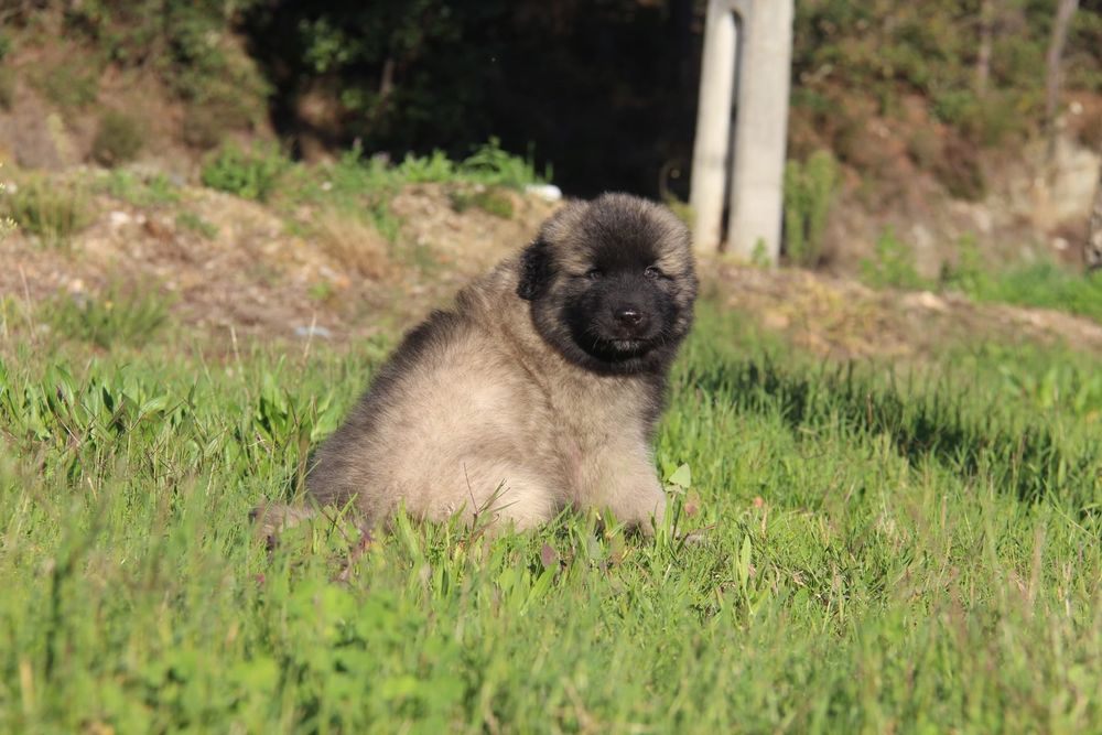 Cachorro Serra da Estrela com Lop