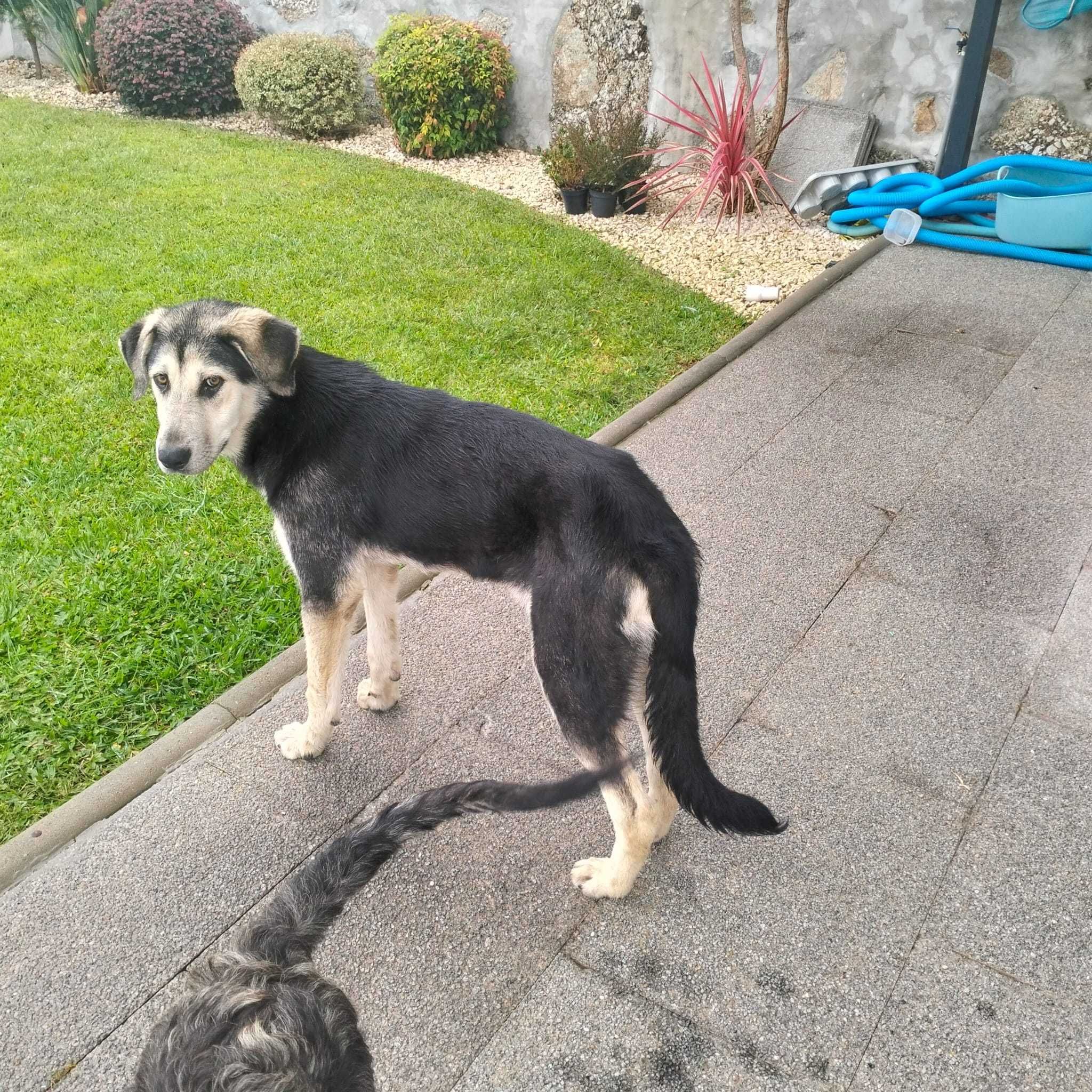 Cachorra para adoção responsável