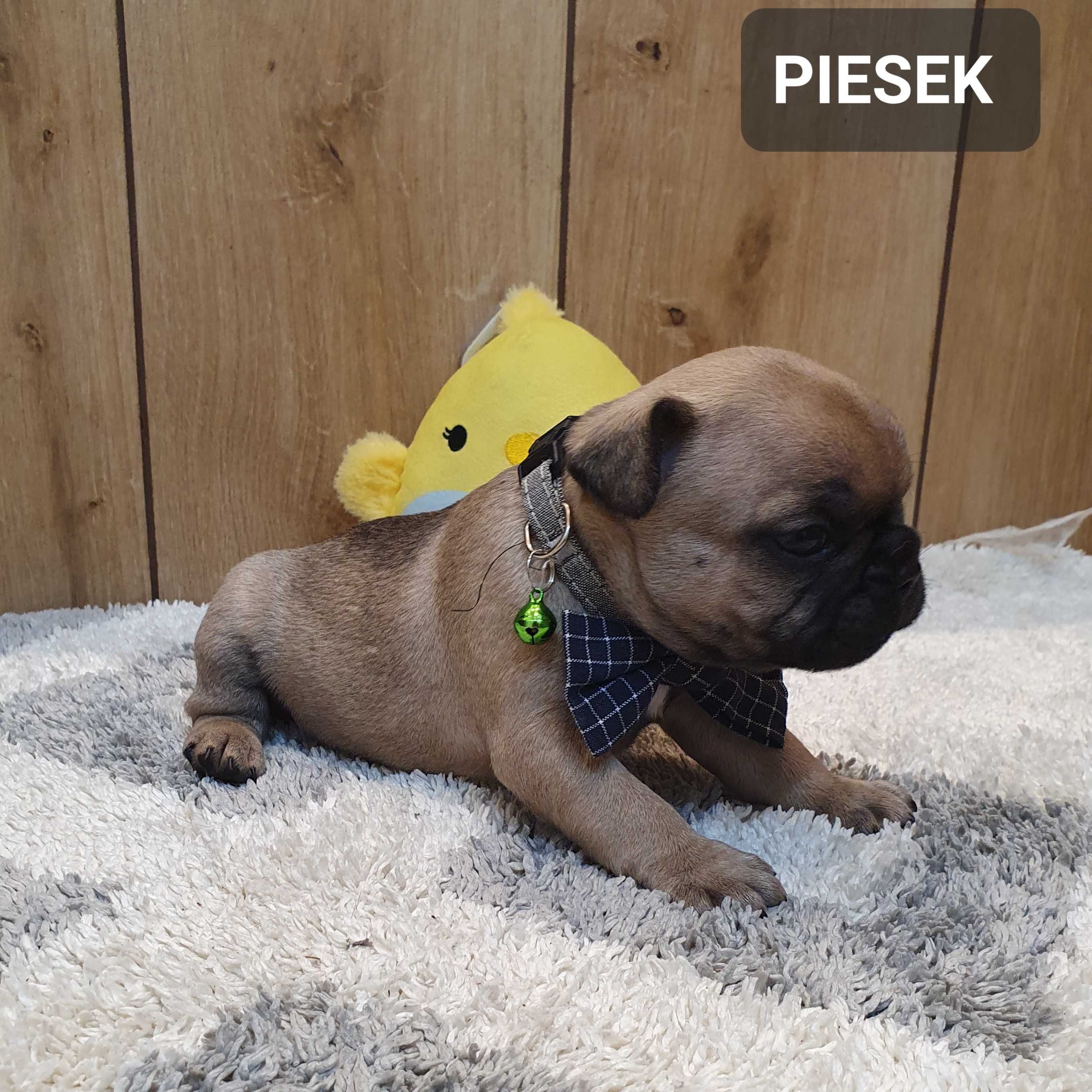 Buldog francuski -PIESEK
