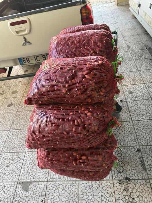 Castanhas judia grossa