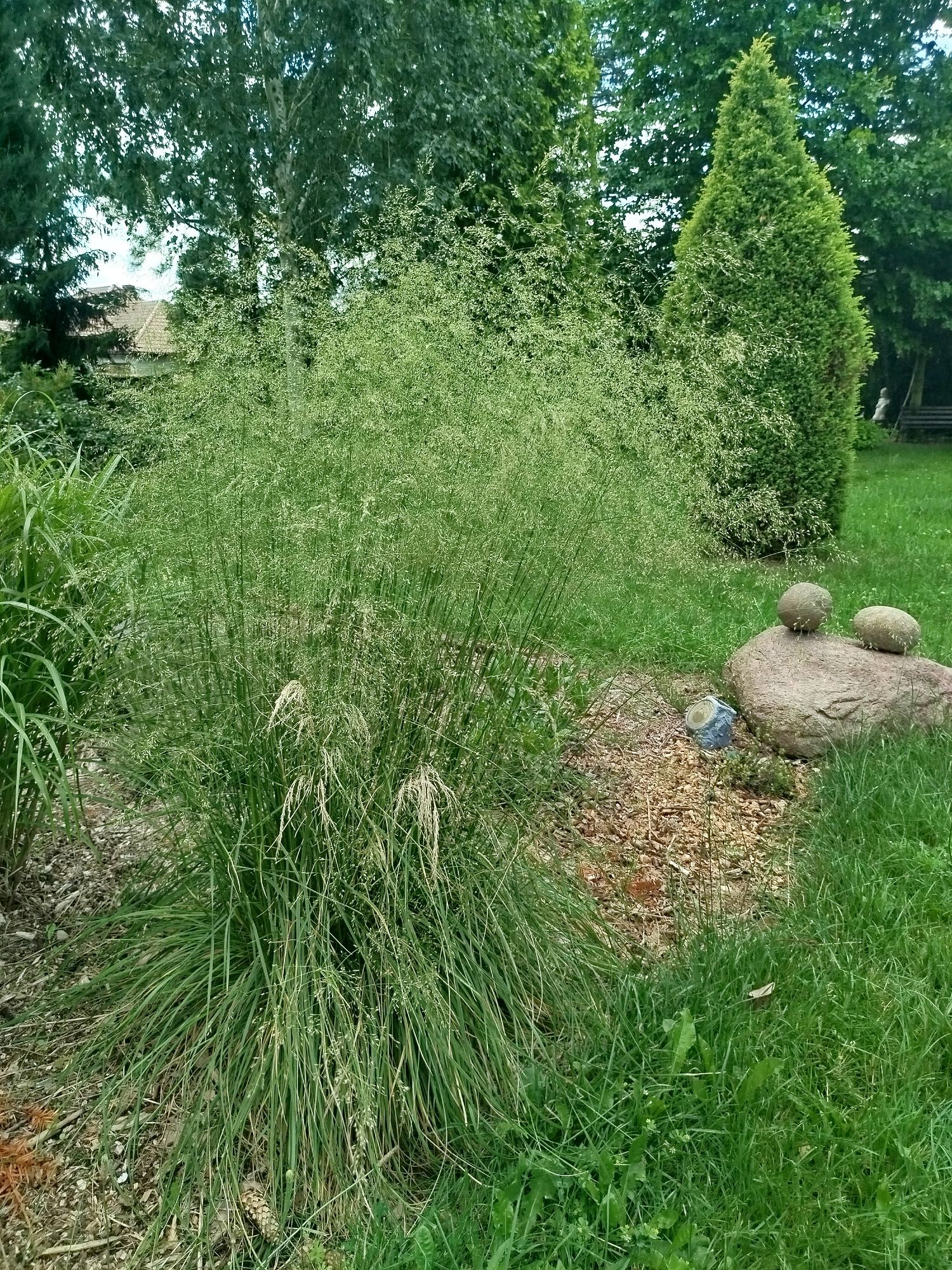Śmiałek darniowy
