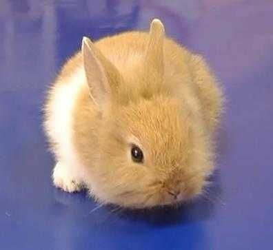 Декоративний карликовий кролик, білячий карлик, міні