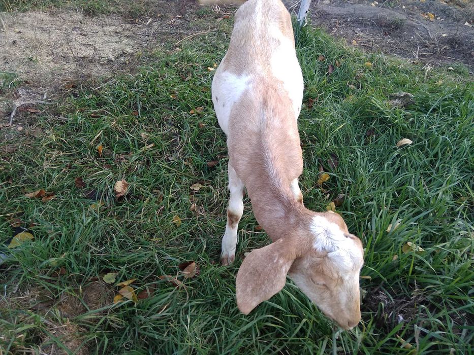 Англо-нубійська кізочка