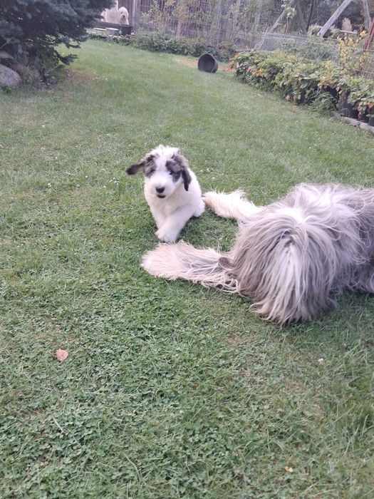 Owczarek Południoworosyjski Jużak