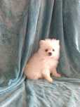 Excelente macho Spitz anão  mini