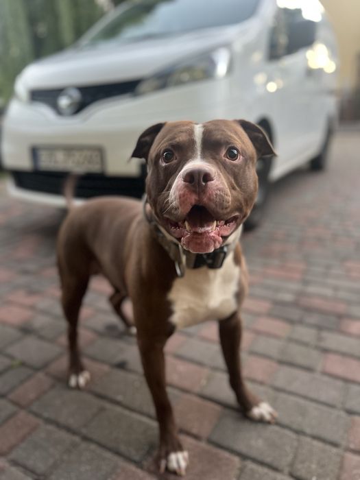 Floki szuka domu! pitbull do adopcji