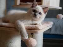 Ragdoll koteczka blue mitted / Rodowód FPL
