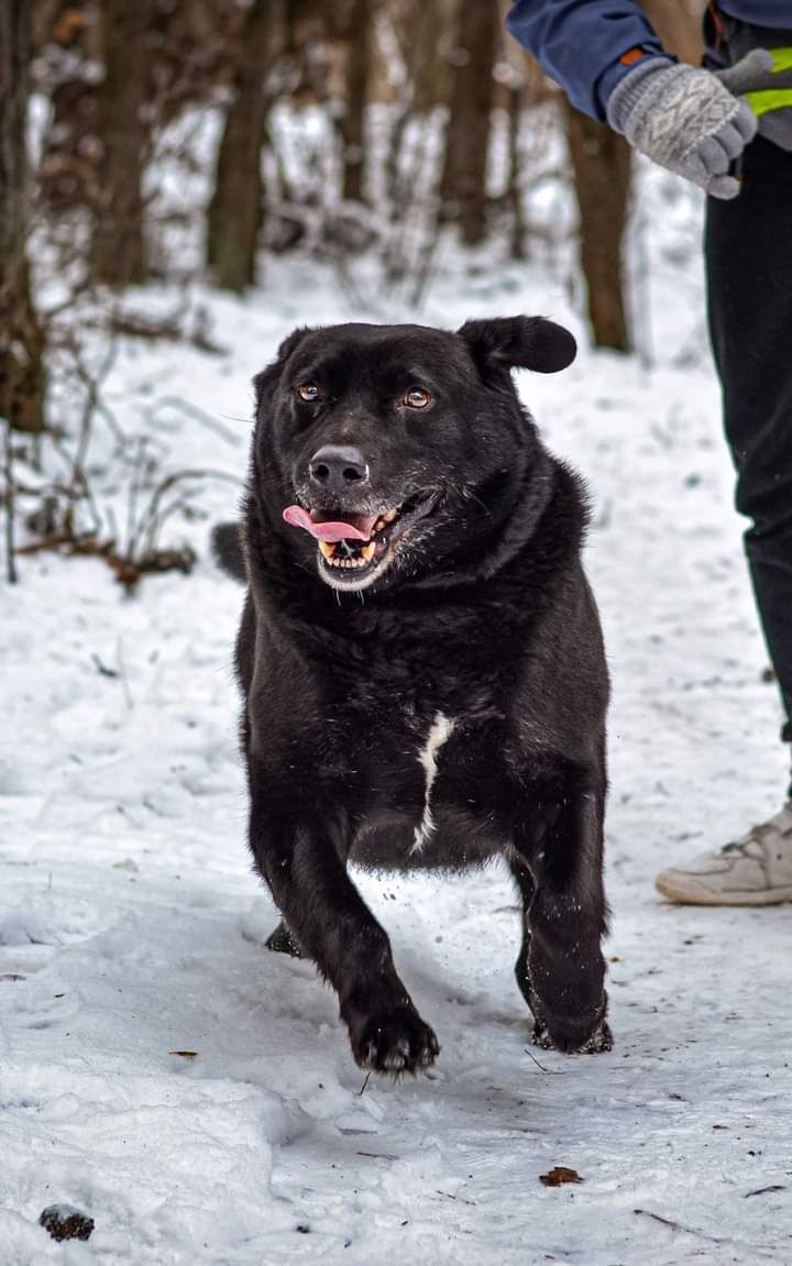 Młody, proludzki psiak w typie Labradora szuka DOMU! Adoptuj!