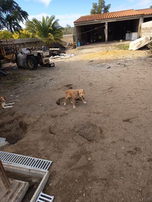 Dão se cachorrinhos com 4meses e meio
