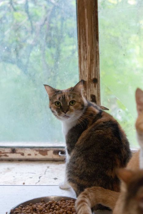 молоденька трьохколірна кицюня (3 роки) стерелізована