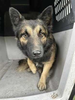 owczarek mix   szuka domu schronisko Zgierz-aktualne