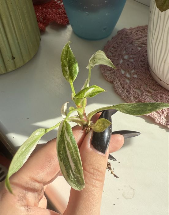 Пінк принцес, хамедорея вар, Пеперомія кавун, рипсаліс ред корал